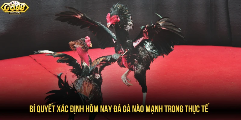 Bí quyết xác định hôm nay đá gà nào mạnh trong thực tế